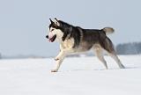 SIBERIAN HUSKY 212